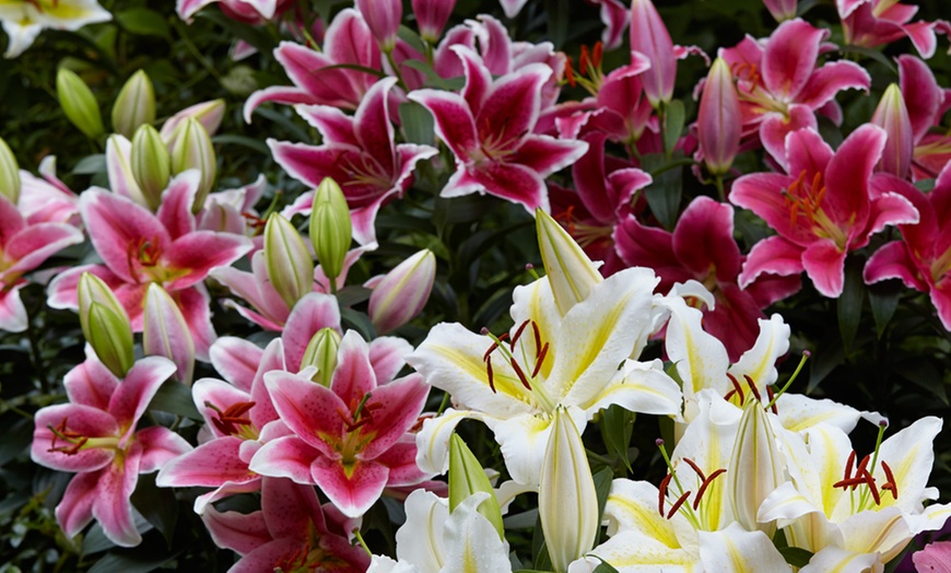 Image 3: 12 or 20 Bulbs of Lily Romance Collection