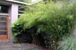 Bis zu 6x winterharte, immergrüne Bambuspflanzen – nicht invasiv, pflegeleicht & ideal als exotische Hecke für Garten oder Terrasse - Second Medium