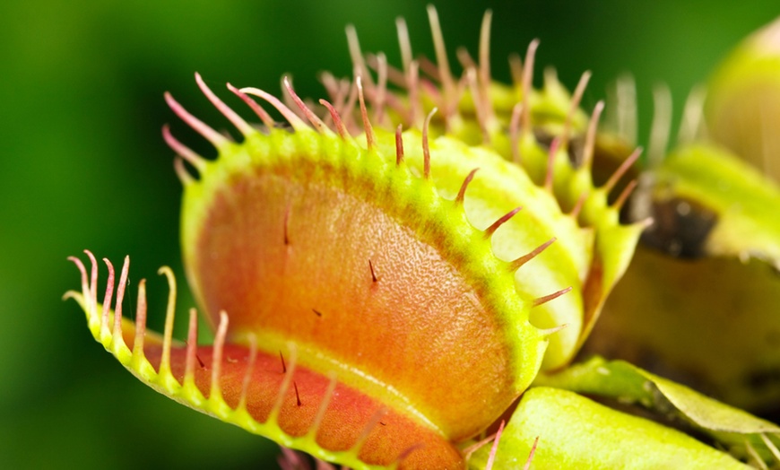 Image 4: Carnivorous Plants with Pots