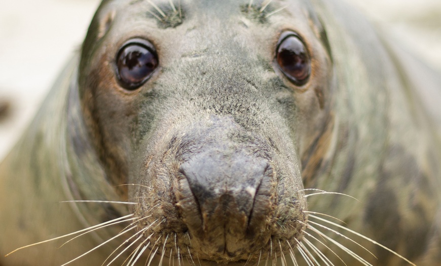 Image 17: Entreeticket Dolfinarium 