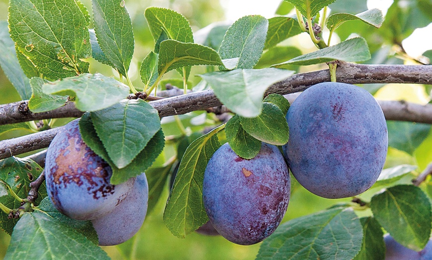 Image 9: Three or Five Dwarf Patio Fruit Tree Collection Potted Plants