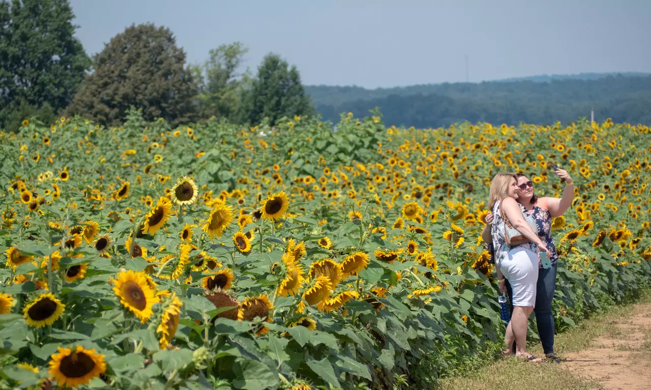 $35 for Two Single-Day Tickets to Sunflower Festival on August 6–8, 13–15, and 20–22 ($50 Value) - Second Medium