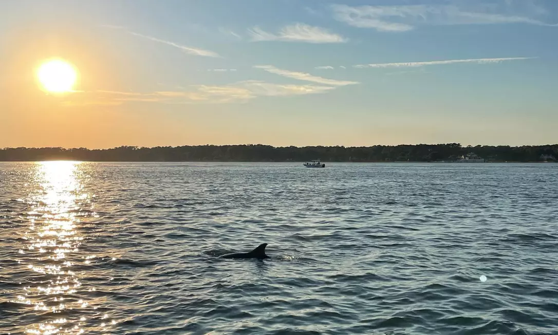 All-Ages Guided Dolphin, or Round Trip Ferry Tour w/ Local Guides & Coast Guard-Certified Boats in Hilton Head's Waters