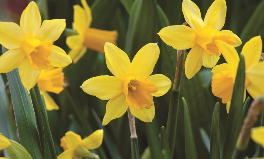 Image 6: Up to 100 Bulbs of Miniature Yellow Daffodils 