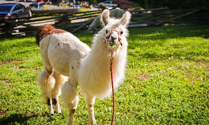 Llama Trail Trek and Farm Visit for 2, or Farm Visit for 2 or 4 from Smoky Mountain Llama Treks (Up to 67% Off) - Primary Image