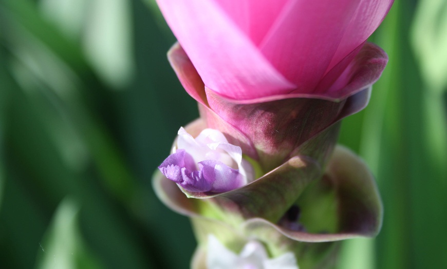 Image 4: 2 of 4 Curcuma Al Siam Splash planten