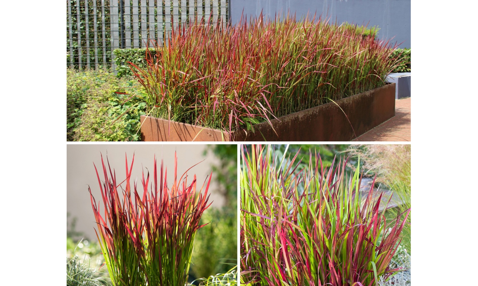 Set de 4 ou 8 graminées ornementales "Red Baron" de Gardenzo