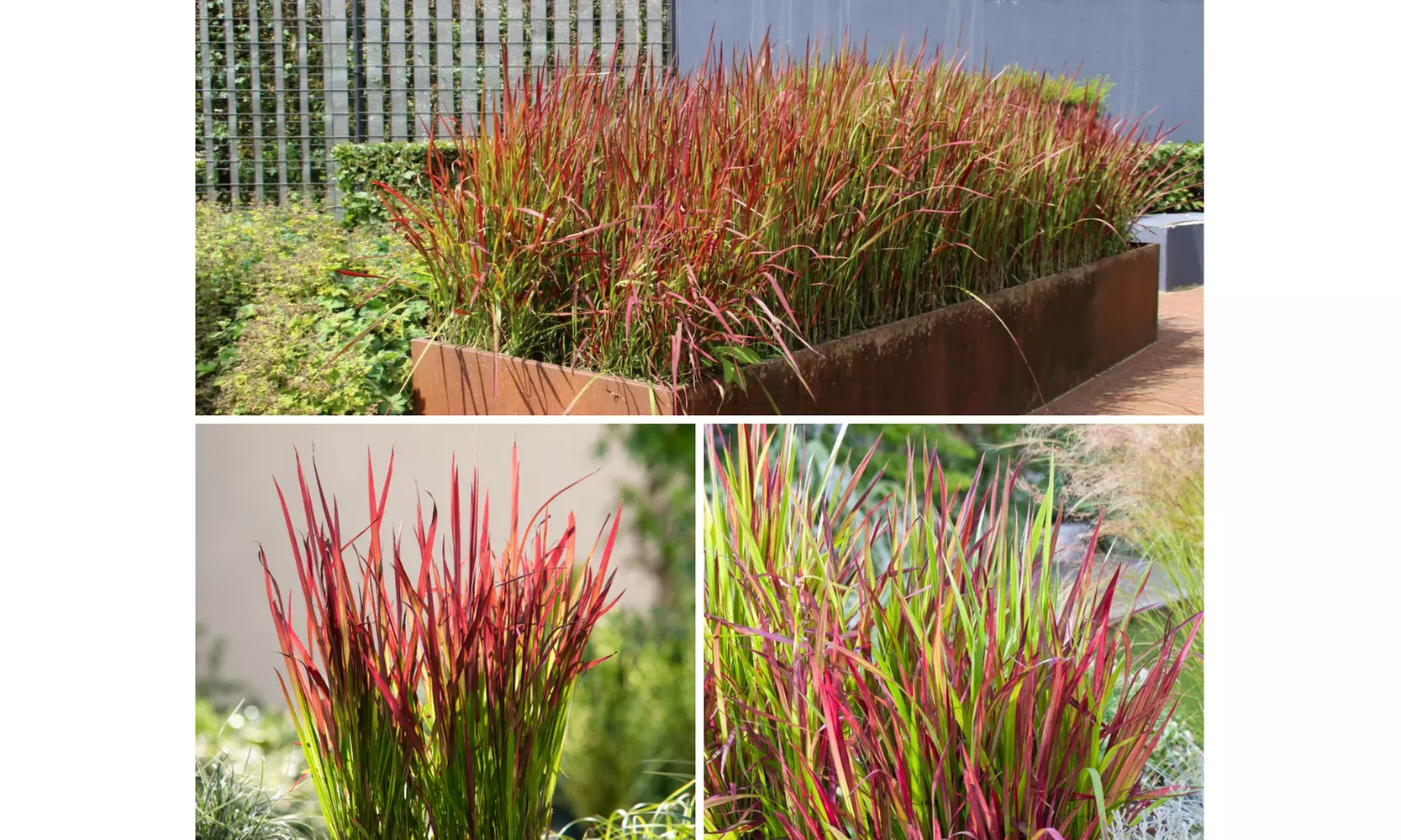 Set de 4 ou 8 graminées ornementales "Red Baron" de Gardenzo - herbe sanglante du Japon, 20 à 38 cm à la livraison - Primary Image