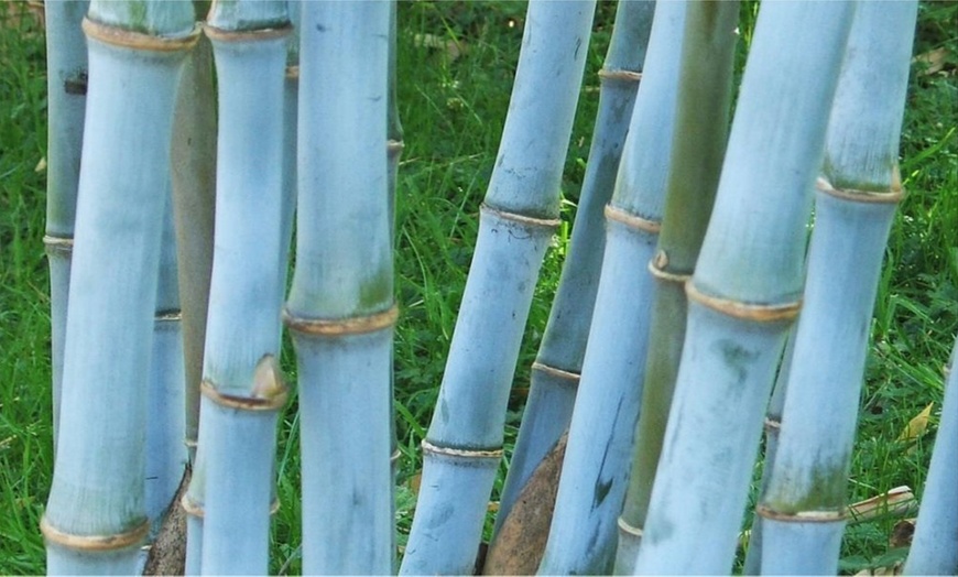 Image 2: Clumping Blue Bamboo Plant