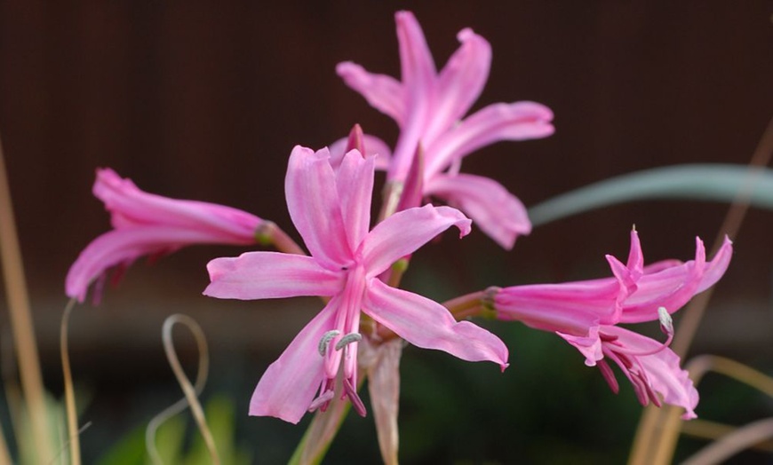 Image 2: Nerine Cornish Lily Two-Litre Potted Plants