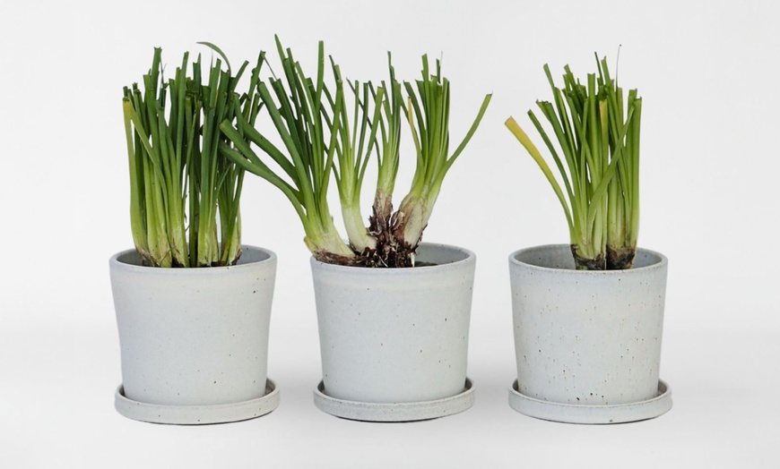 Image 2: 3 ou 6 plants d'ail sauvage de la marque Rootz