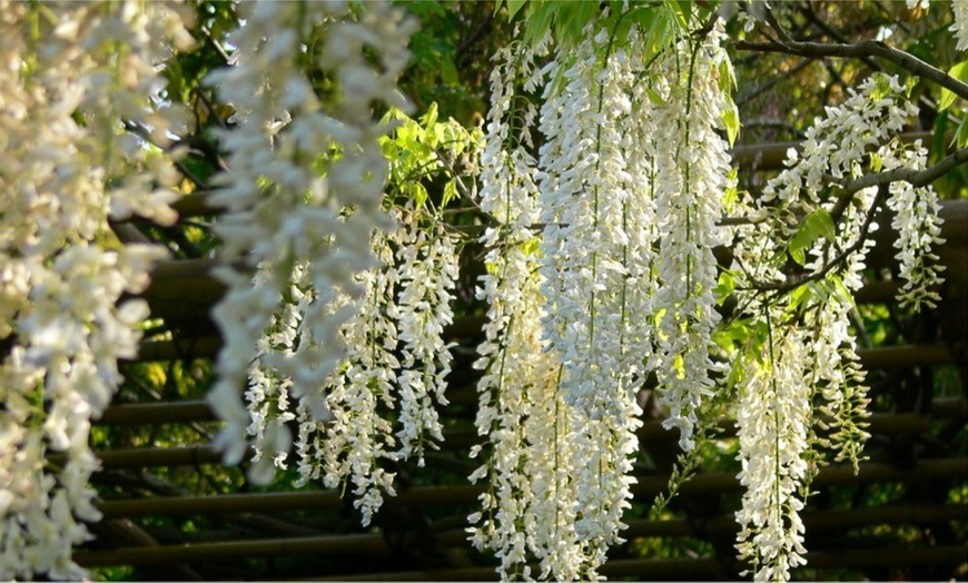 Image 9: Wisteria Plants