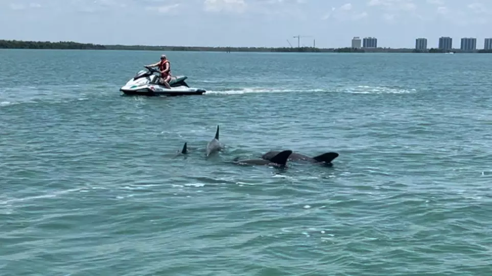 Up to 20% Off on Dolphin Watching at All Island Watersports - Primary Image