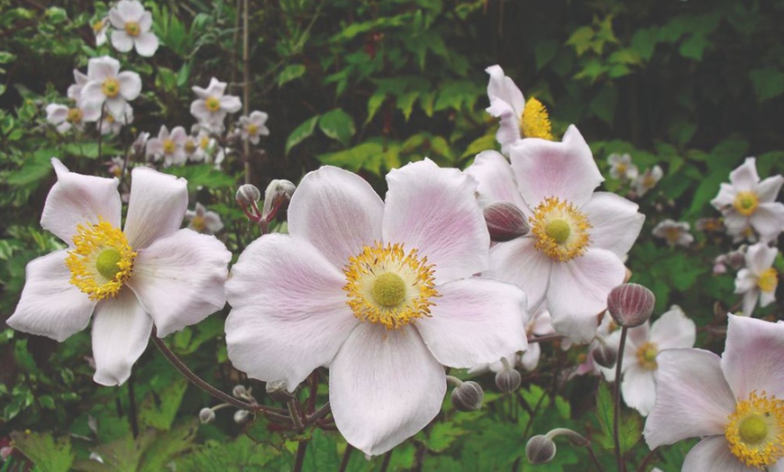 Image 5: Perennial Plant Collection Japanese Anemone, Echinacea and Delphinium