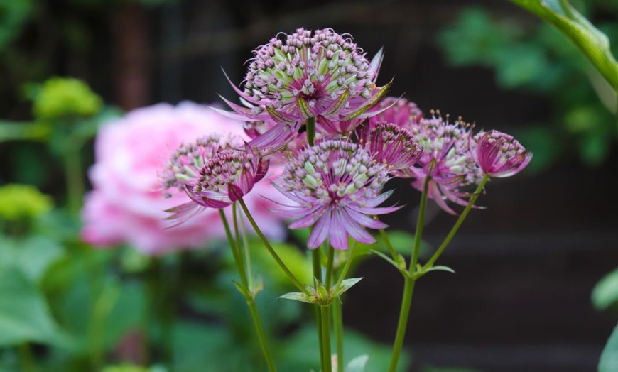 Image 3: Astrantia Major 'Venice' - 3 or 6 Plants