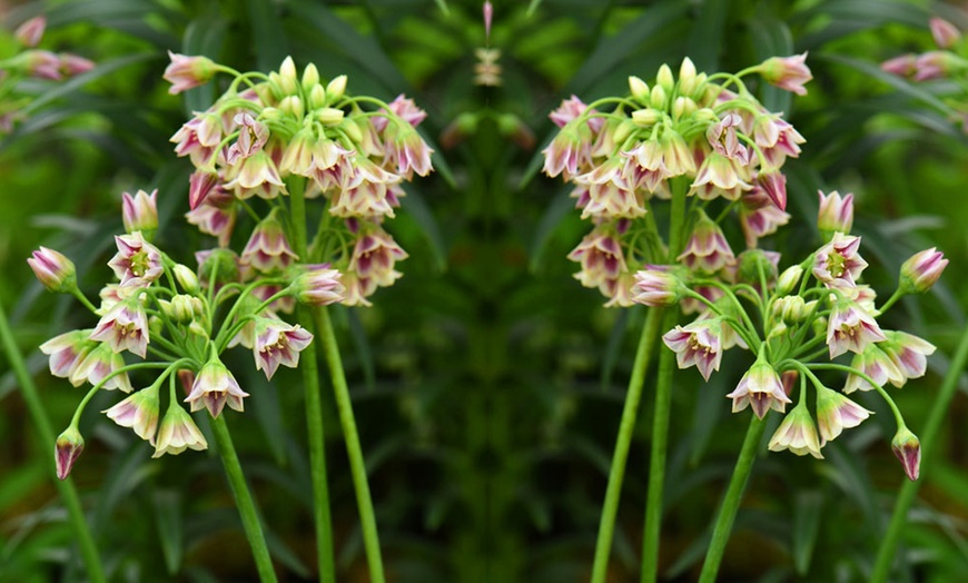 Image 5: Nectaroscordum Siculum Bulbs