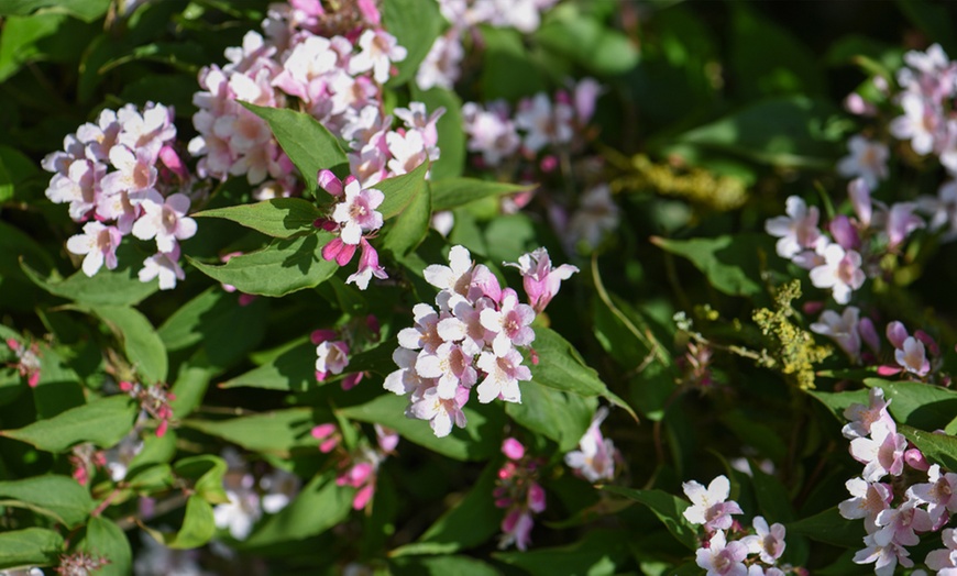 Image 12: Hardy Shrub Collection Plants