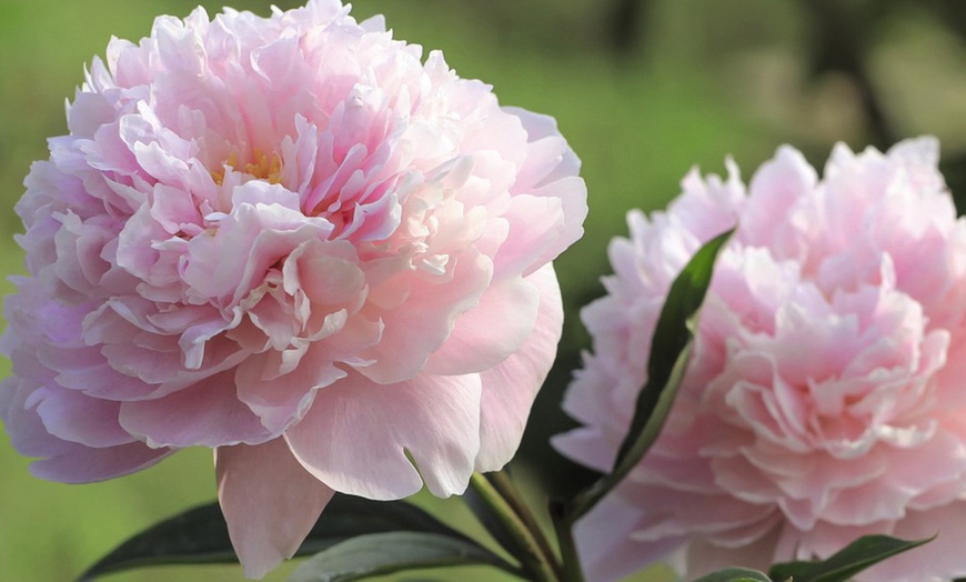 Image 8: Mixed Fragrant Garden Peony Plants