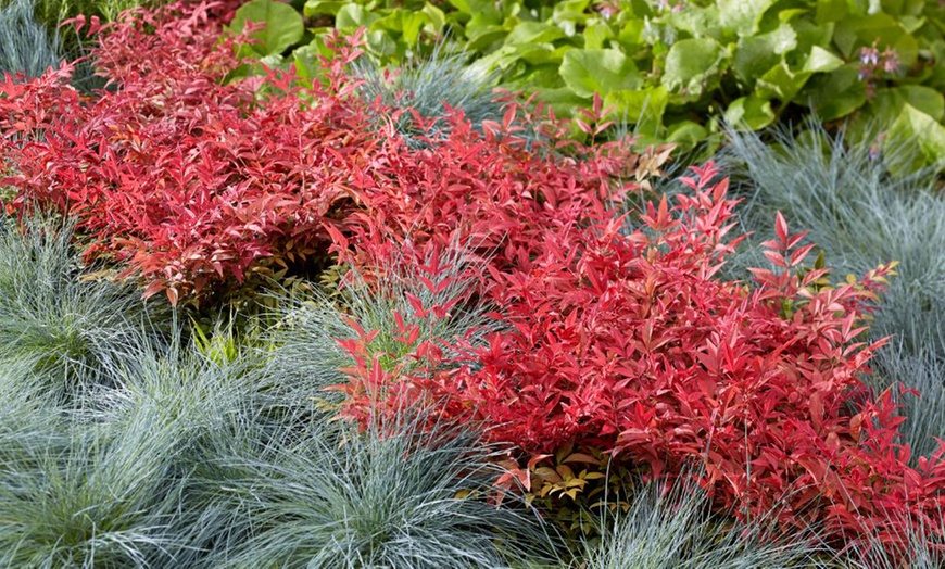 Image 6: Nandina Domestica Obsessed or Fire Power - 1 or 3 Potted Plants
