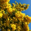 Image 1: Flowering Mimosa Tree