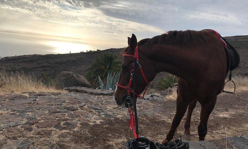 Image 3: Paseo a caballo de 60 min en Centro Hípico Finca Ecuestre La Primavera