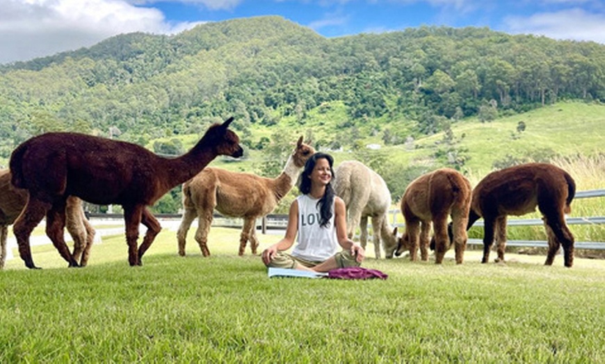 Image 1: 60-Minute Yoga for One, Two, Four, or Six People with Alpacas