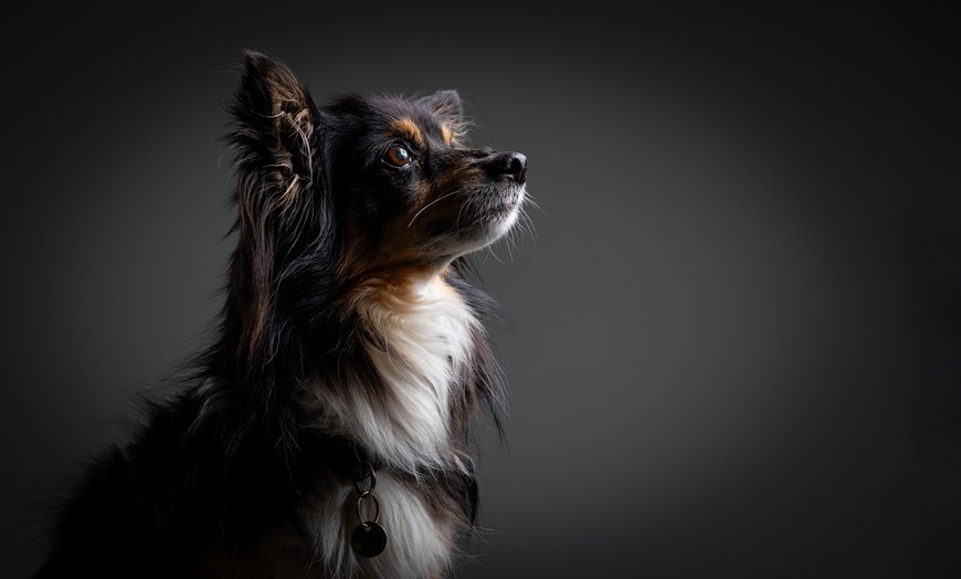 Image 7: Capture Precious Pet Moments in Studio at Barrett & Coe studios