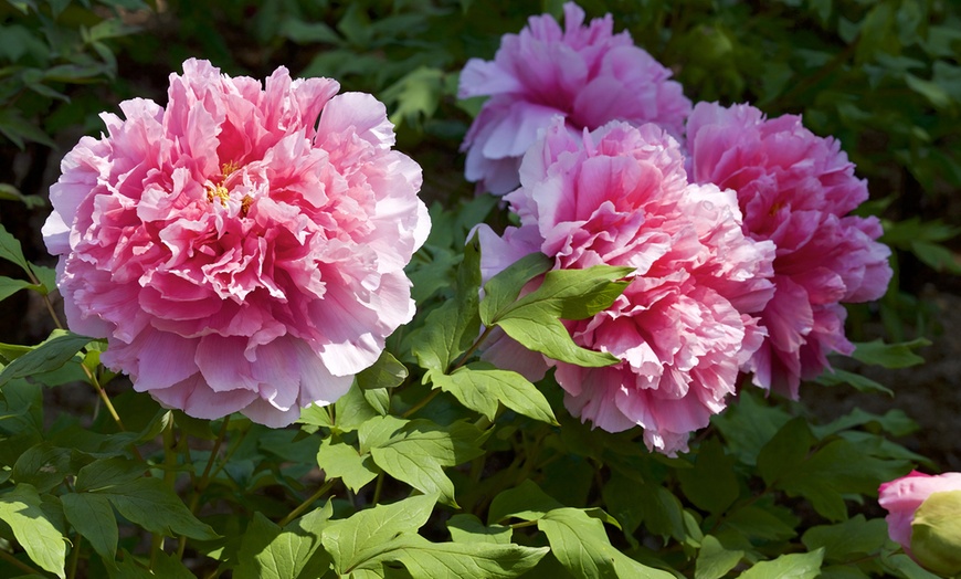 Double Dutch Mixed Peony Flower Bulbs (4-, 8-, or 16-Pack) | Groupon