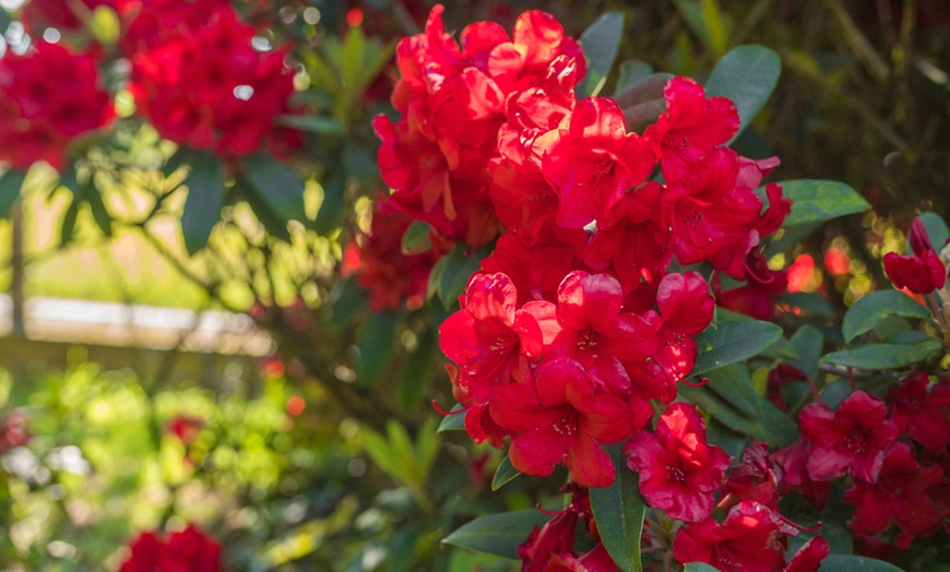 Image 2: Rhododendron "Bollywood"