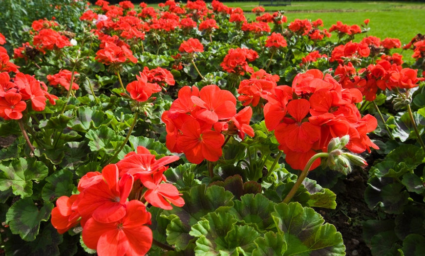 Image 5: 15 or 30 Geranium Best Red Garden-Ready Plants