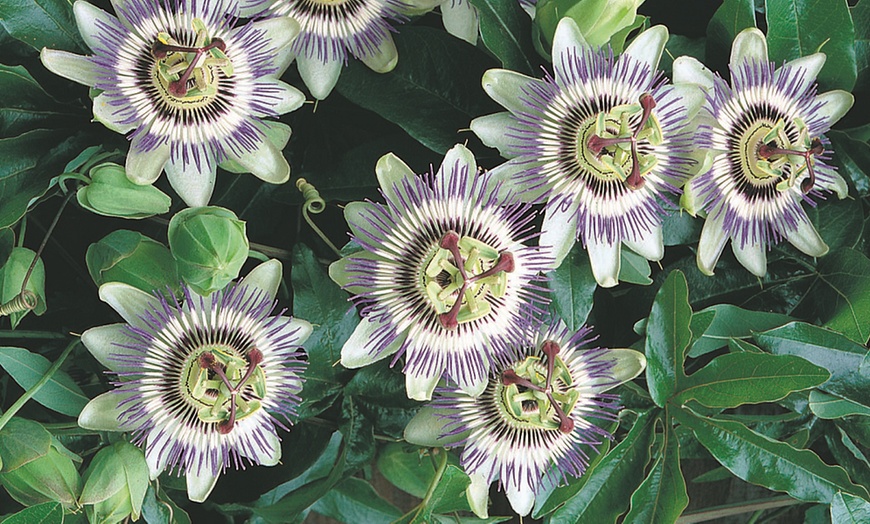 Image 5: Passion Flower Mixed Collection - 1 or 3 Potted Plants