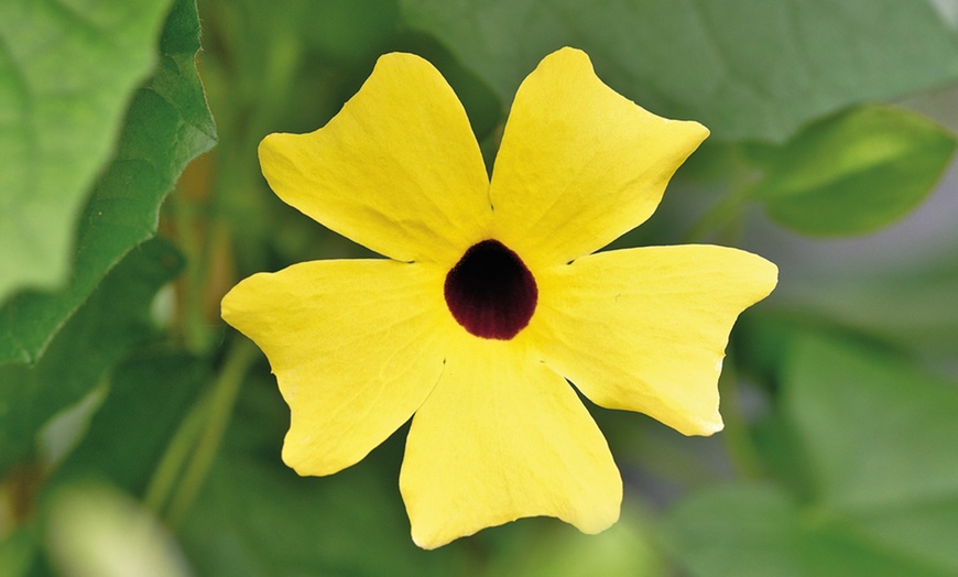 Image 3: Thunbergia alata SunEyes Collection Jumbo Plug Plants