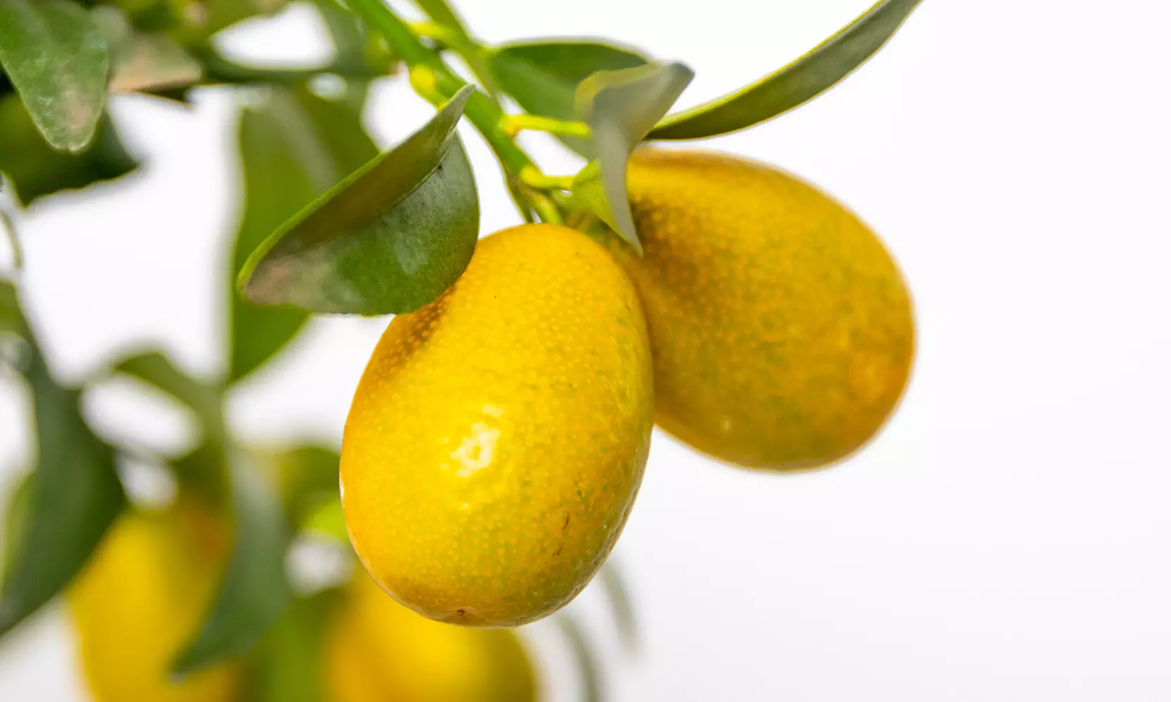 1x oder 2x Zitruspflanze: Calamondinorange, Zitrone oder Kumquat