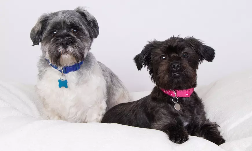 Image 6: Pet Photoshoot with Framed Print
