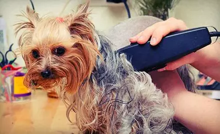 Up to 50% Off on Pet Grooming at The Dog Spaw - Primary Image