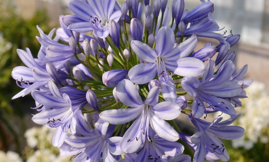 Image 15: Potted Agapanthus Plants – 7 different Varieties
