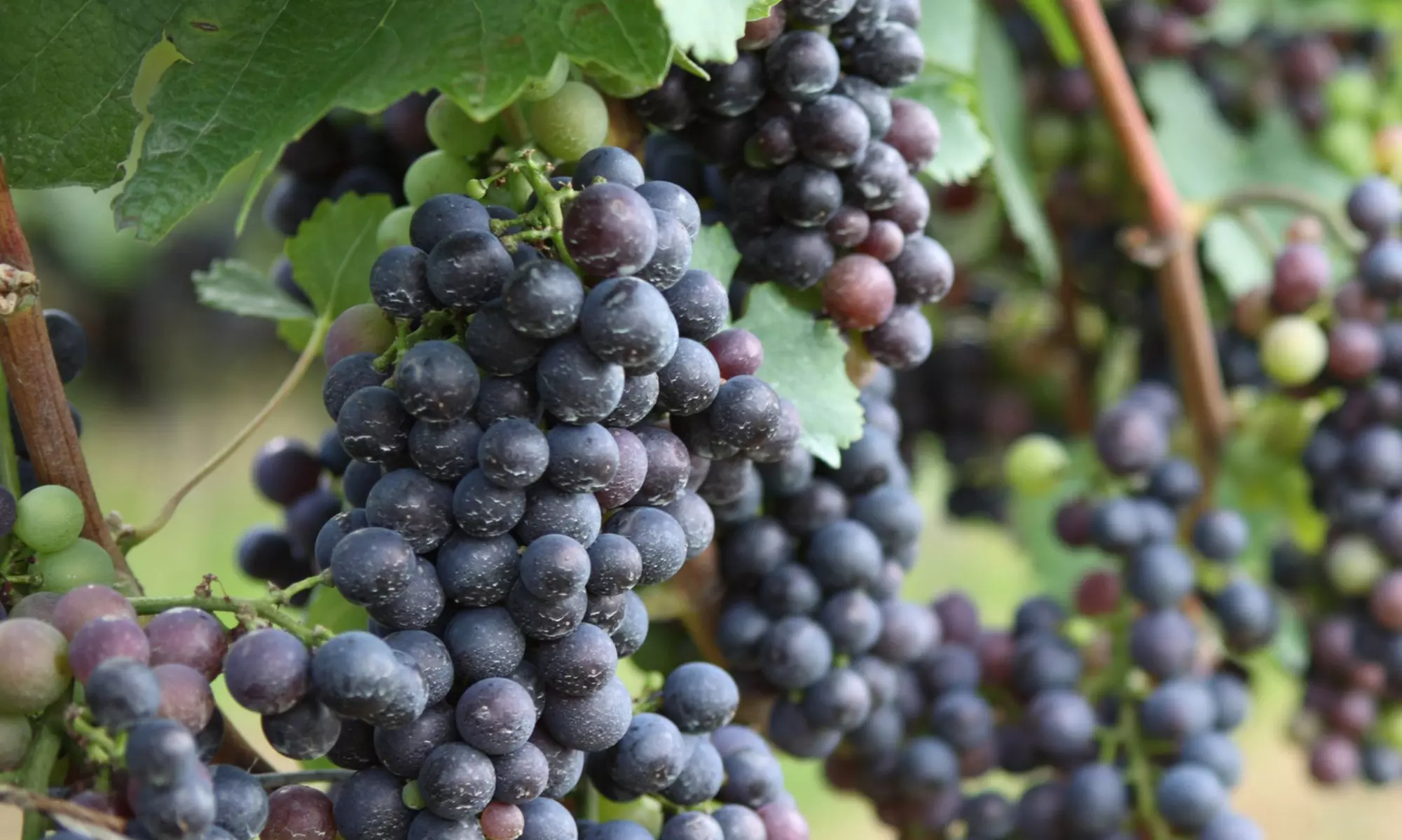 3er- oder 6er-Set Rebpflanzen mit blauen, roten und weißen Trauben - Primary Image