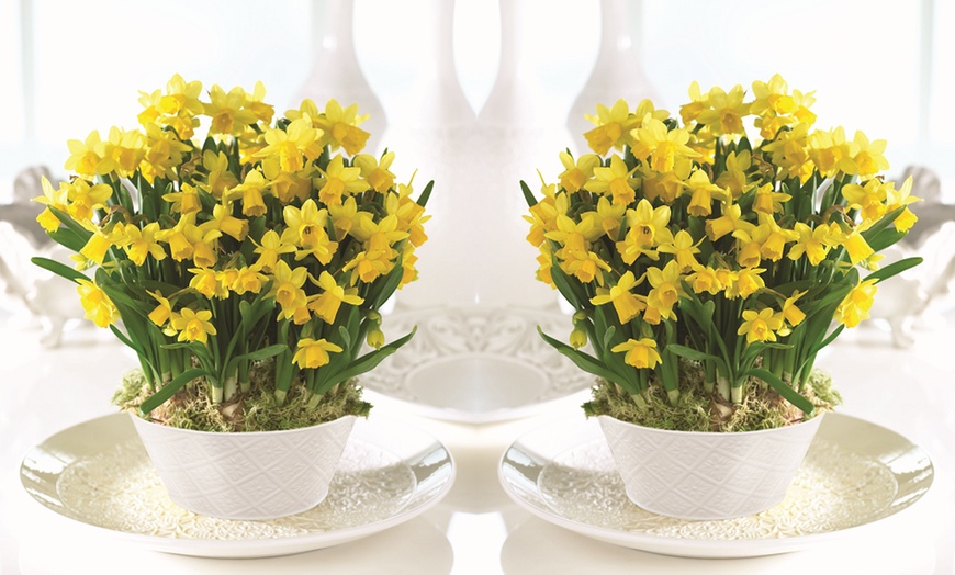 Image 3: Up to 100 Bulbs of Miniature Yellow Daffodils 