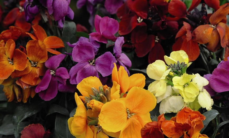 Image 1: 10, 20 or 40 Wallflower Dwarf Scented Mixed Hardy Plants