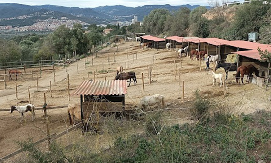 Image 4: Día de aventuras: ruta a caballo para hasta 4 personas de 60 minutos