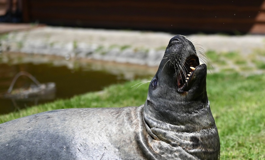 Image 16: ZOO Borysew: ulgowy lub normalny bilet wstępu