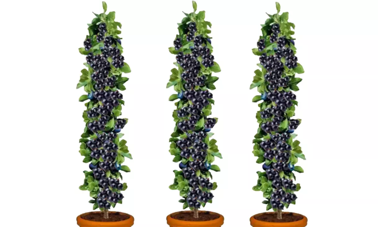 3er-Set schwarze Johannisbeerpflanzen "Ribes nigrum" - Primary Image