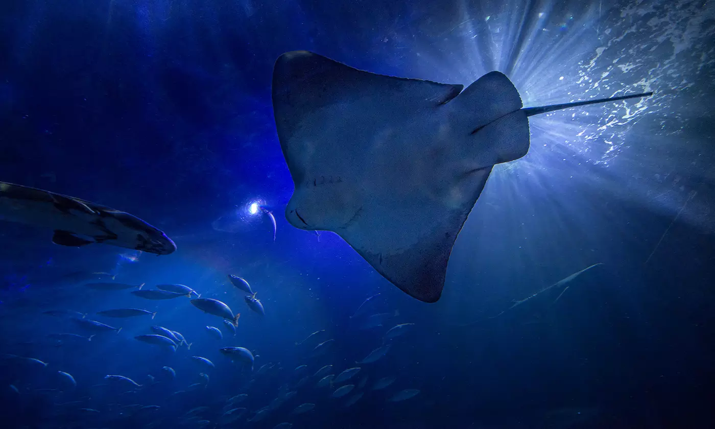 $26.95 for Admission for One Adult to Aquarium of the Bay - Second Medium
