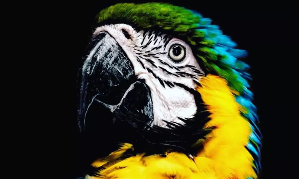 Up to 30% Off on Zoo / Animal Park at Kliebert & Sons Gator Tours - Second Medium