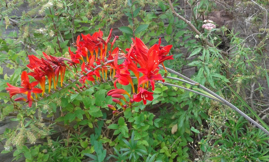 Image 7: Three or Ten Crocosmia Lucifer Bulbs