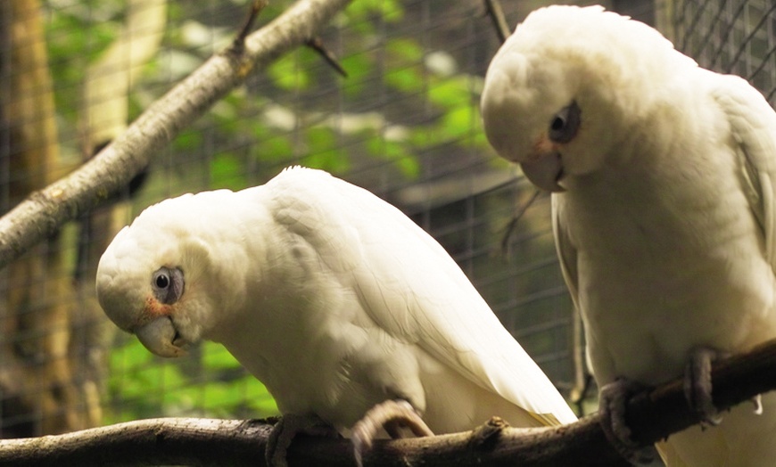 Image 4: Tageskarte Tierpark Leintalzoo