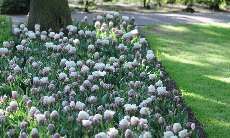 Image 5: 10 or 15 Tulip "Ice Cream" Bulbs