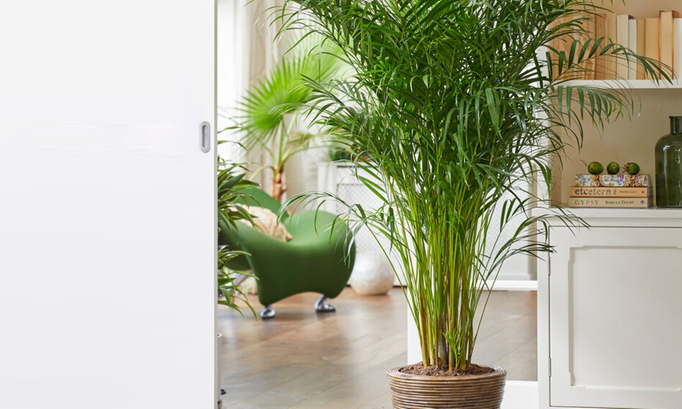 Areca-Palme "Dypsis lutescens"