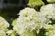 Upto Three Mixed Potted White Hydrangea Varieties - Second Medium