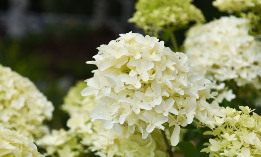 Image 5: Upto Three Mixed Potted White Hydrangea Varieties